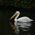 Cazare Somova în Delta Dunării – aproape de lac și belvederi